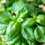 Trader Joe's Issues Recall for Basil Amid Multiple State Salmonella Outbreak